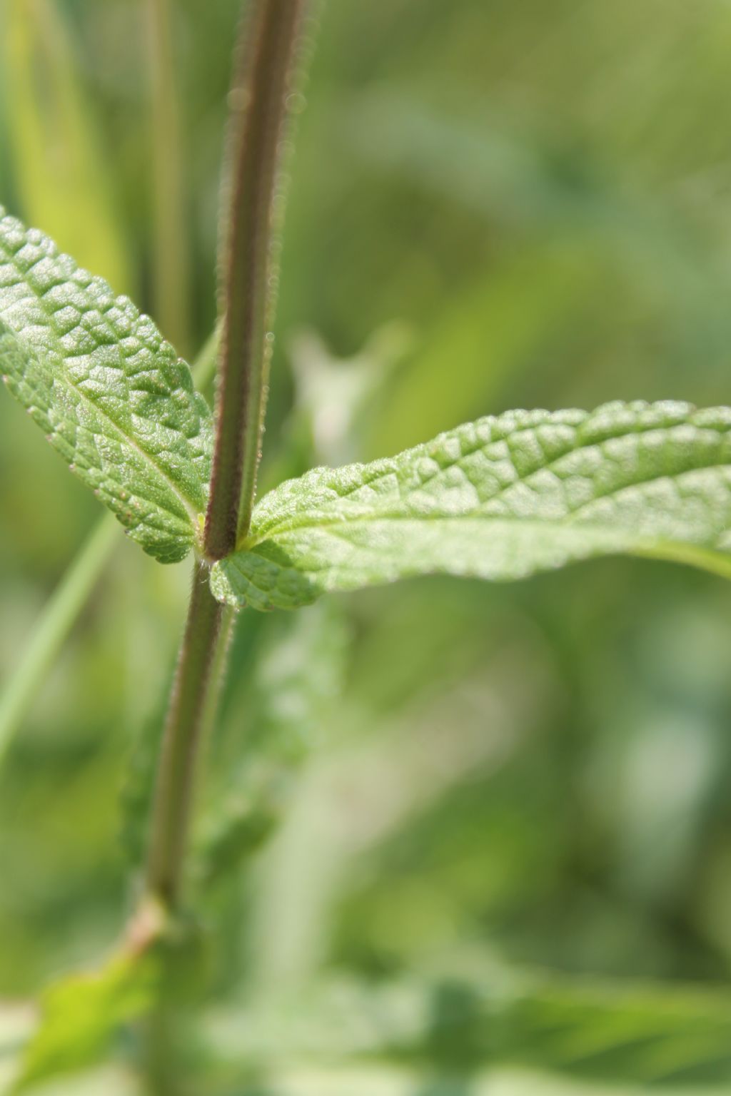 Stachys palustris